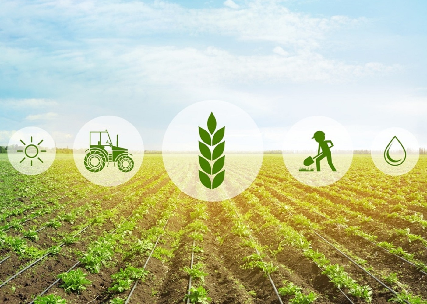 Інноваційні технології у сільському господарстві: переваги та виклики